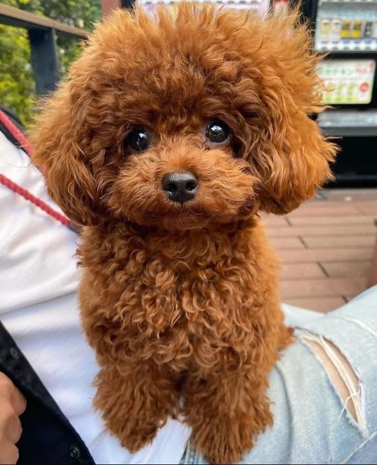 KC Red Fox miniature toy Poodle puppy ready now