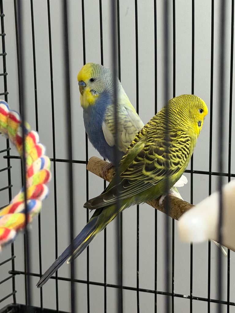 Two Lovely Budgies + Full Setup (Cage, Accessories, Food Containers, etc.)