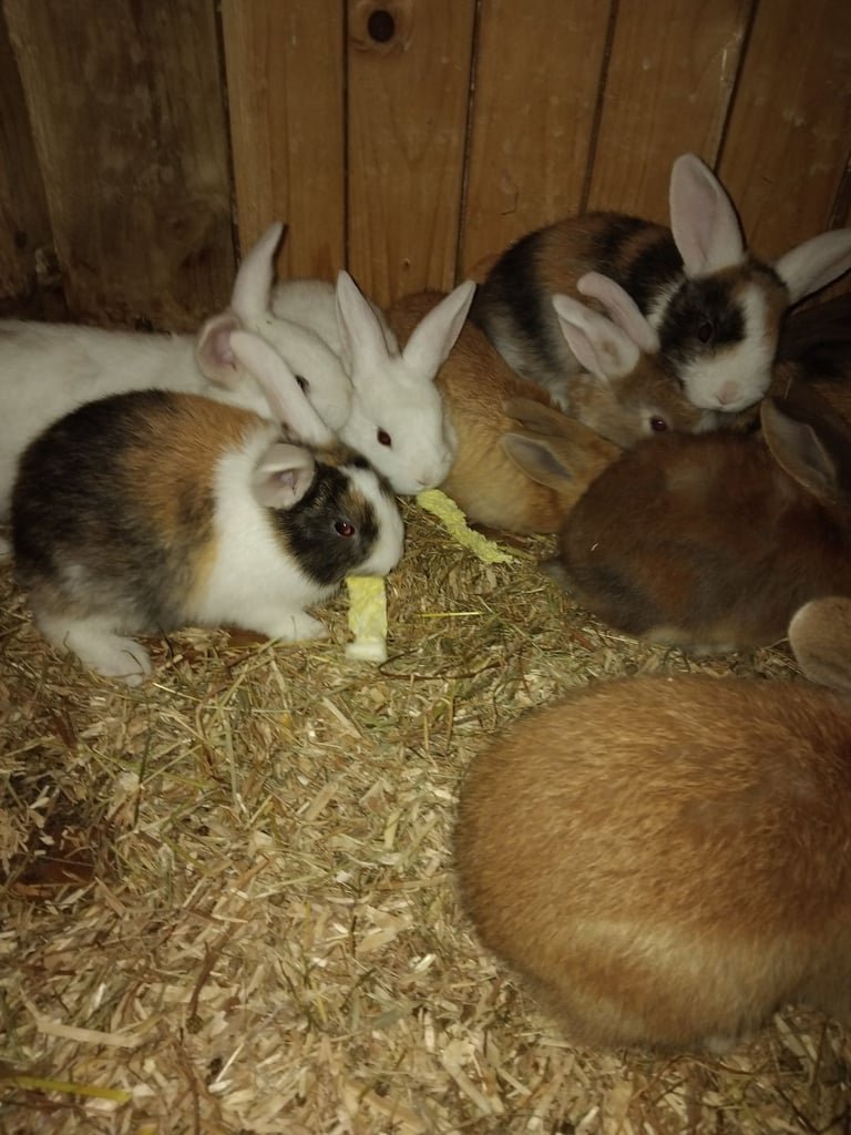 Baby mini lops