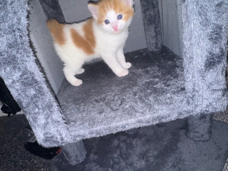 Kitten 