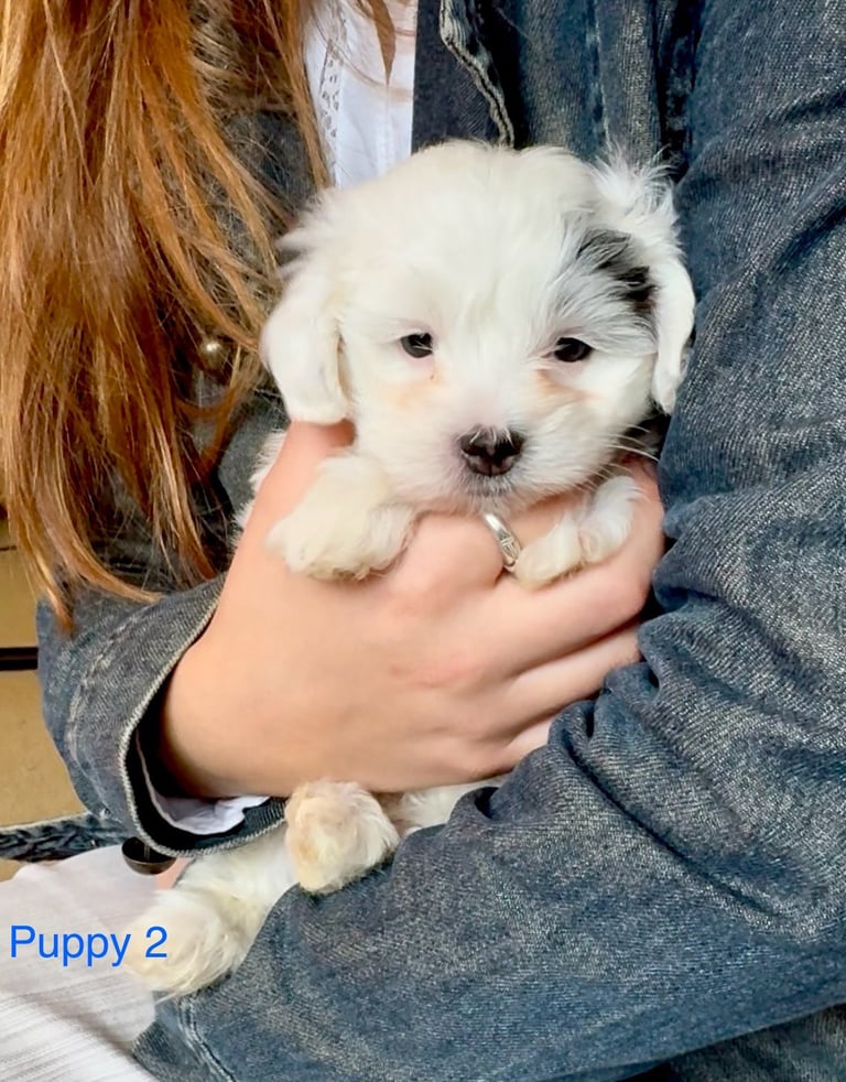 Exquisitely Cute Toy Teddy Maltipoo Puppies