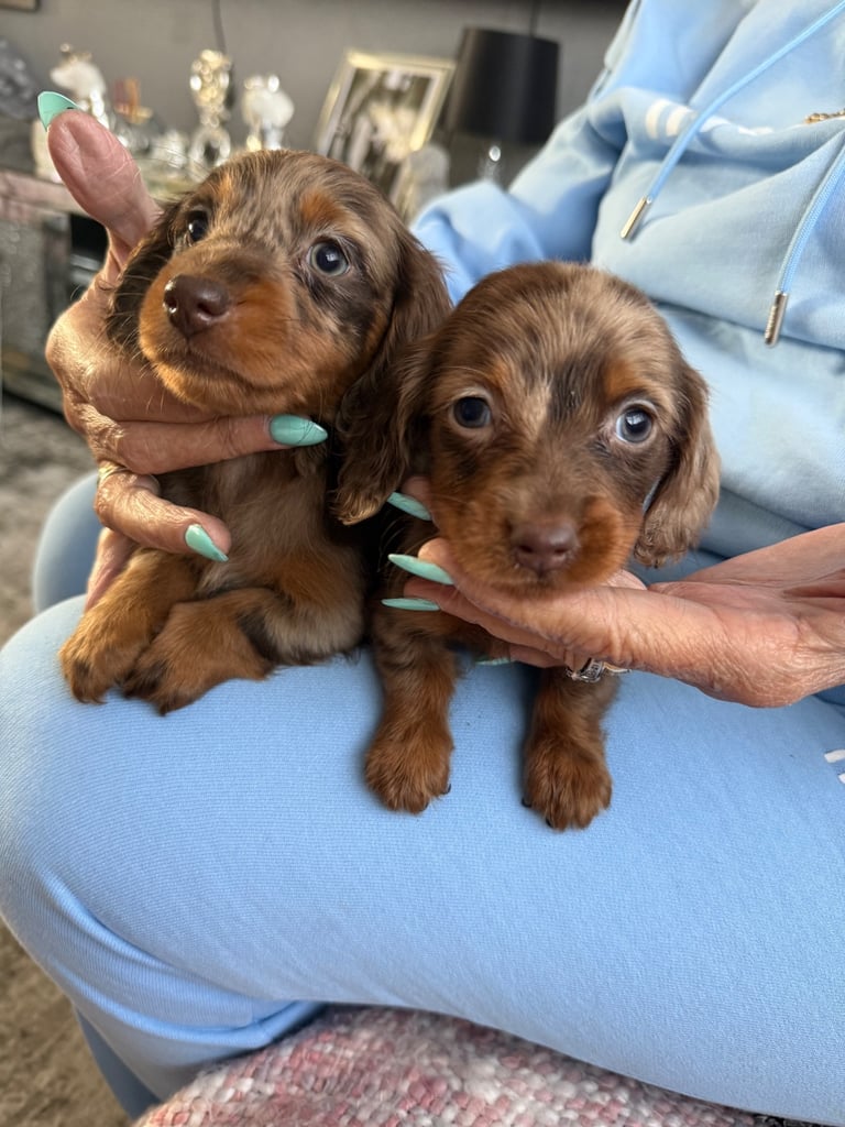 Chocolate fluffy Dauchshund merl