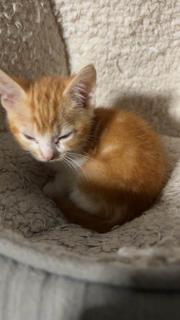 8 week old Ginger kitten ready to leave!