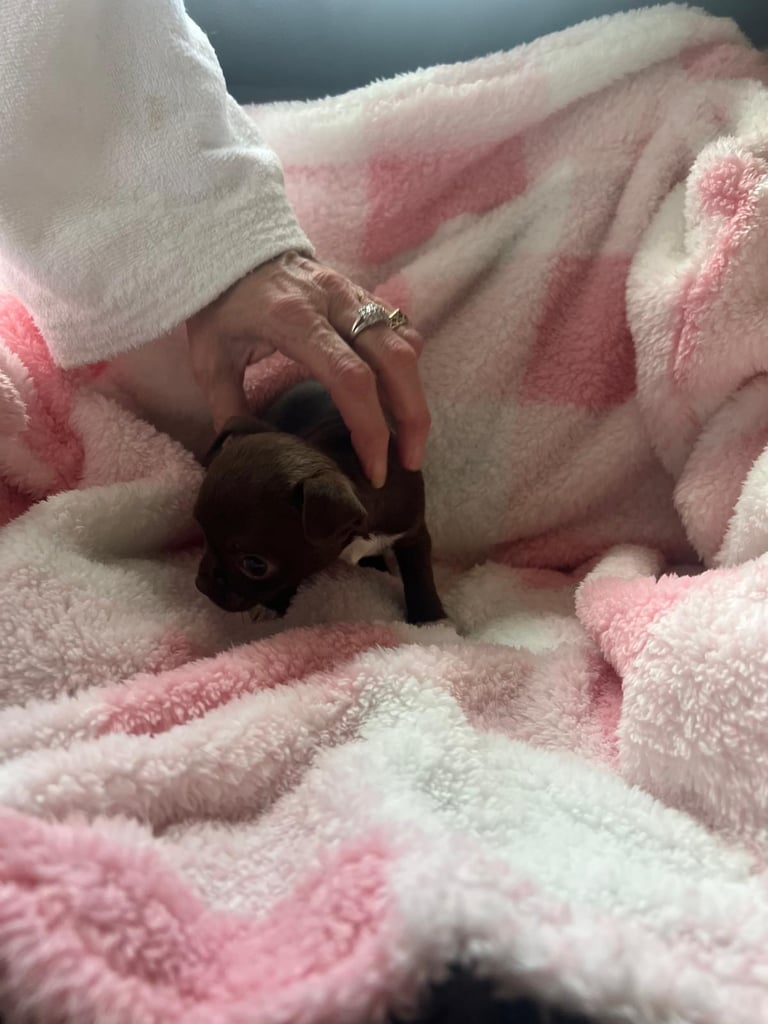 Beautiful chihuahua fur babies male and female