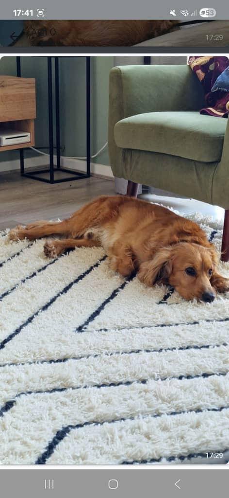 Cocker Spaniel for a good home