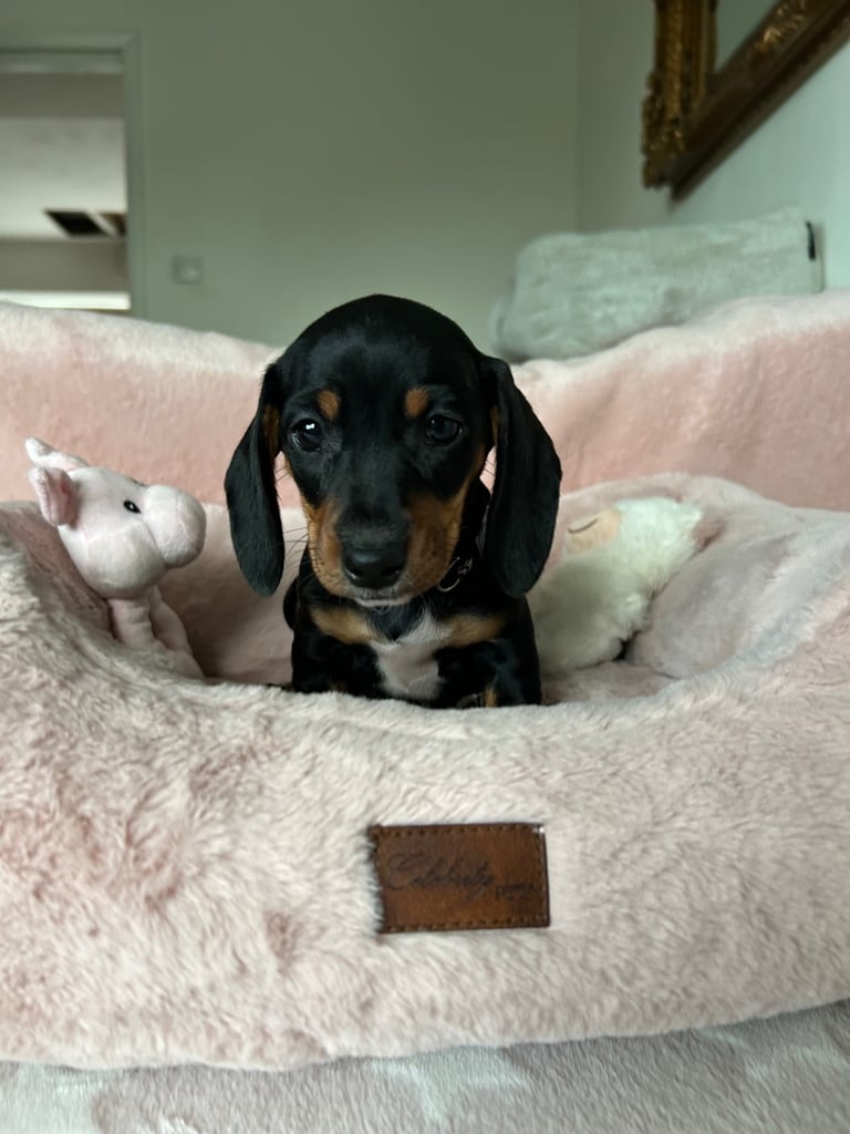 Ready now, 2 Beautiful girls  Dachshund puppies available 