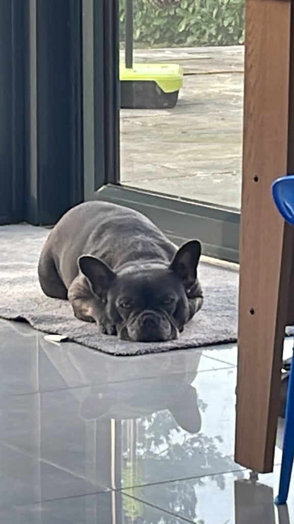 image for Bella The French bulldog