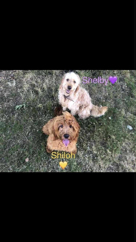 Mini Goldendoodles for sale