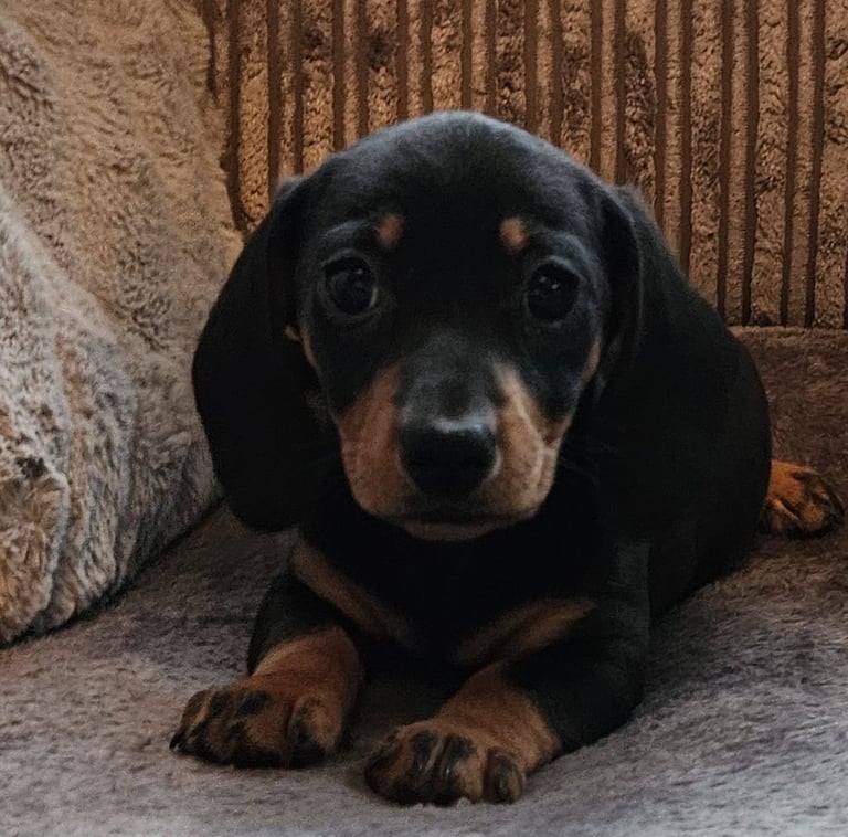 Miniature Dachshund puppy's for sale 
