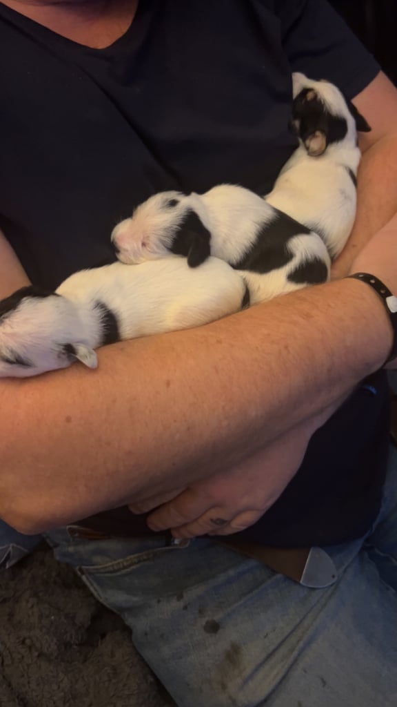 Beautiful Jackapoo Puppies 