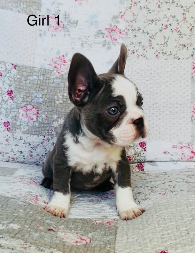 READY NOW - KC REG FRENCHIES 