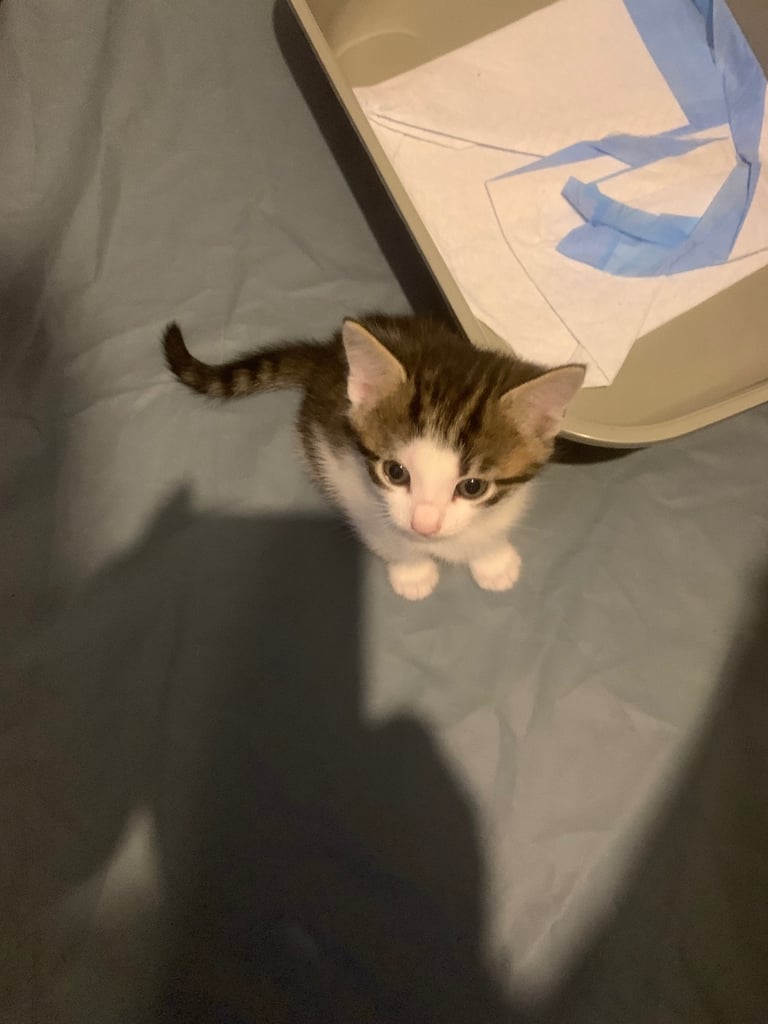 Traditional short hair kittens 