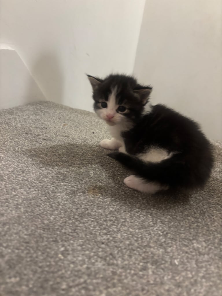 Adorable Kittens For Sale