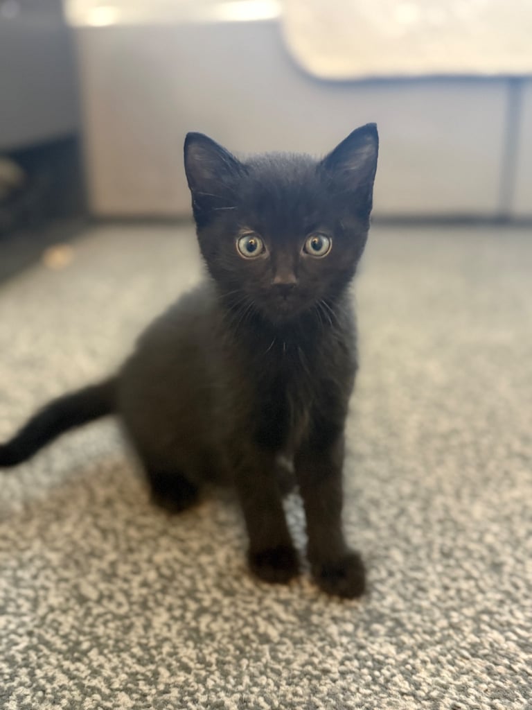Part maine coon kitten
