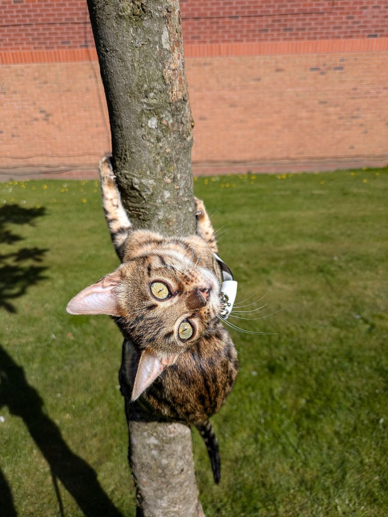 Leash trained Bengal Female looking for home 