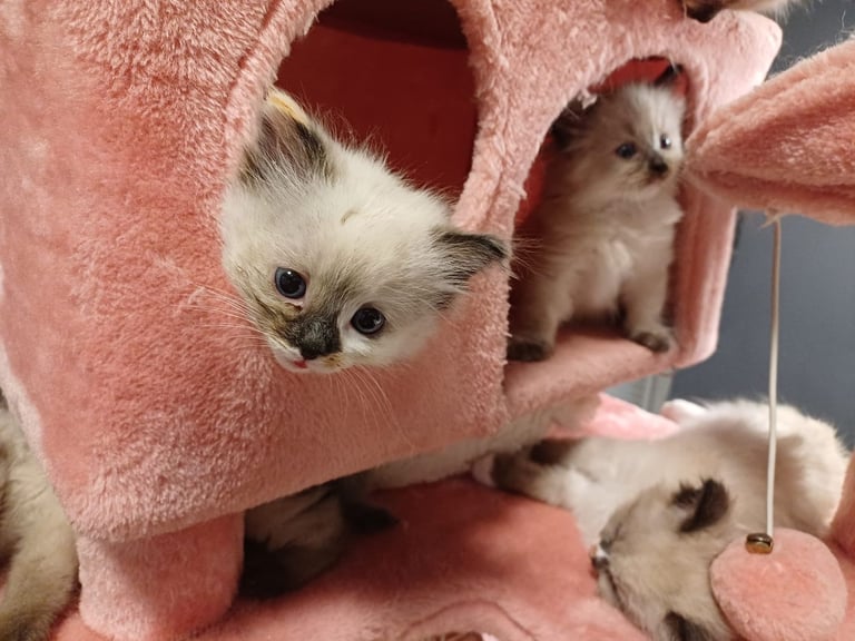 Ragdoll kittens 