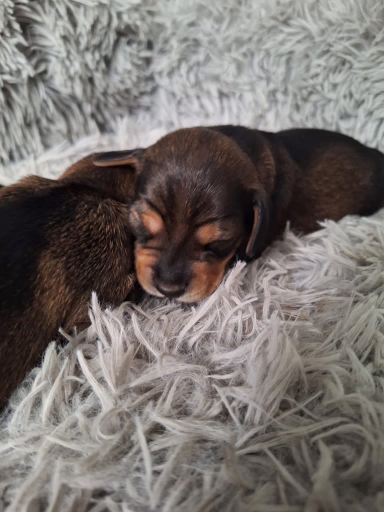 Doxle cross puppies 