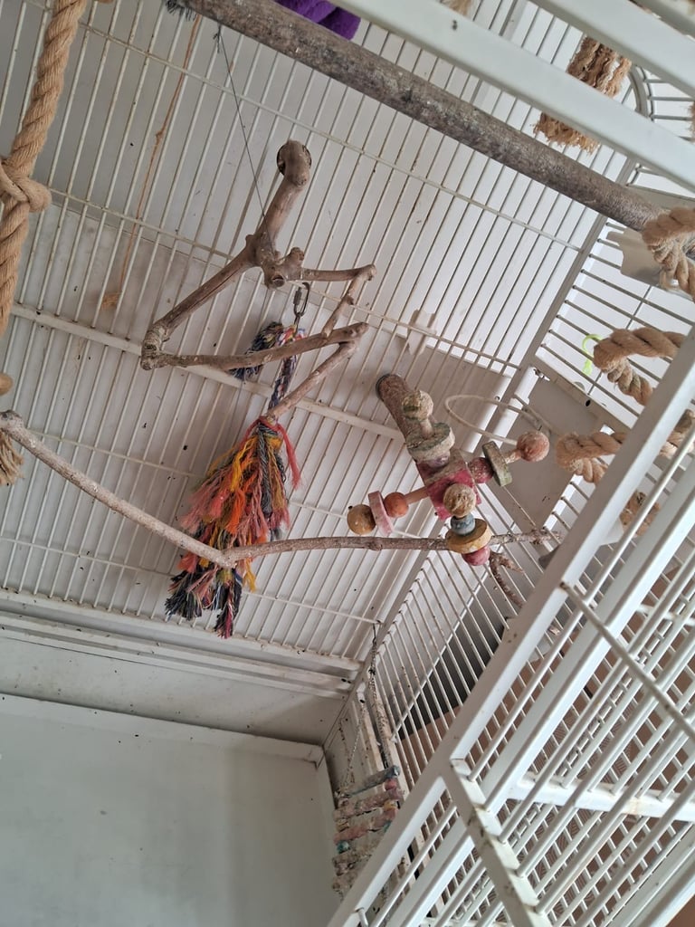 Extra large bird cage (5feet high and 2.5feet wide)