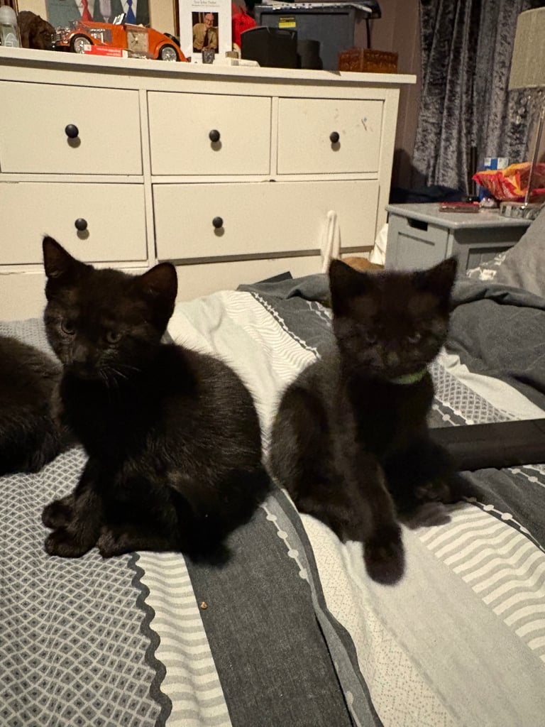 Bengal cross kittens 