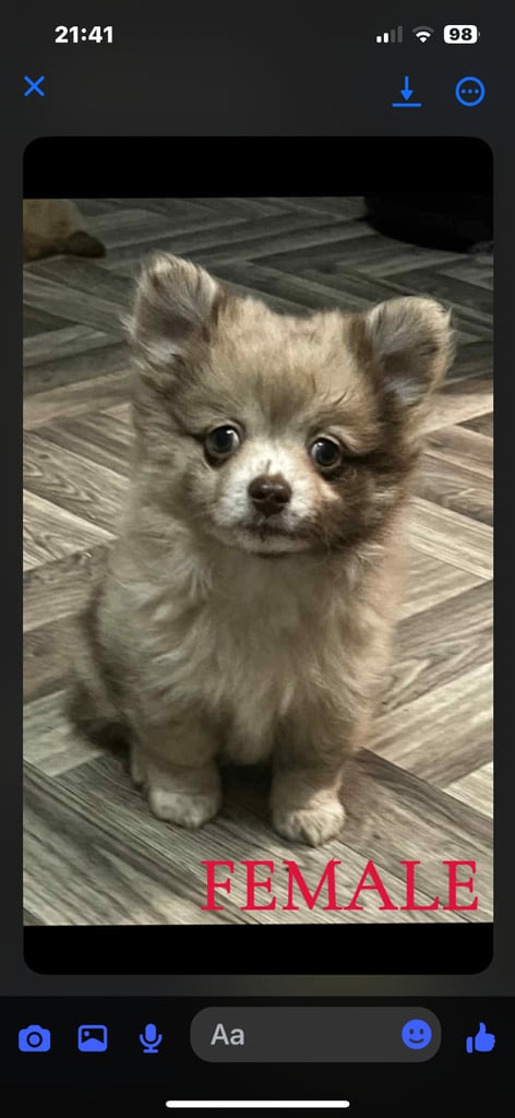 Gorgeous pomeranian puppies