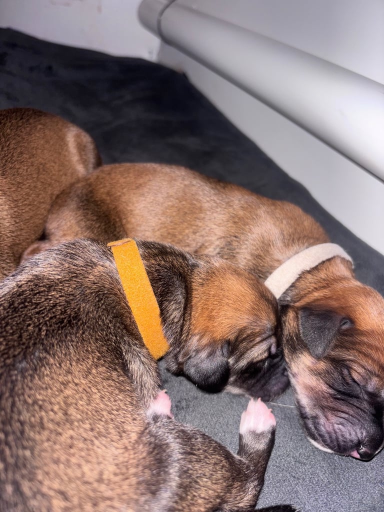 Saluki Bull Greyhound Puppies