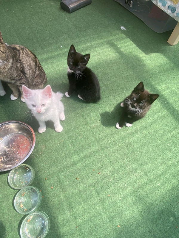 3 months old kittens 