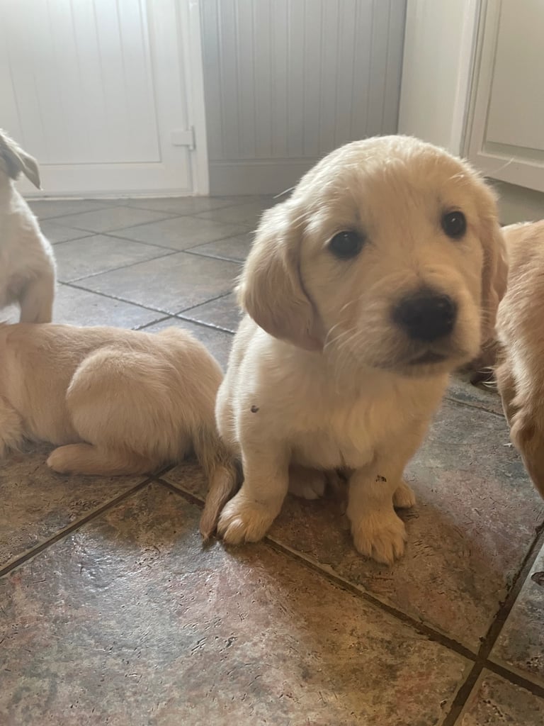 Golden Retriever Dogs Puppies for Sale in Northern Ireland Gumtree