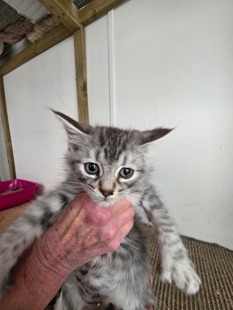 Polydactl maine coone kittens 