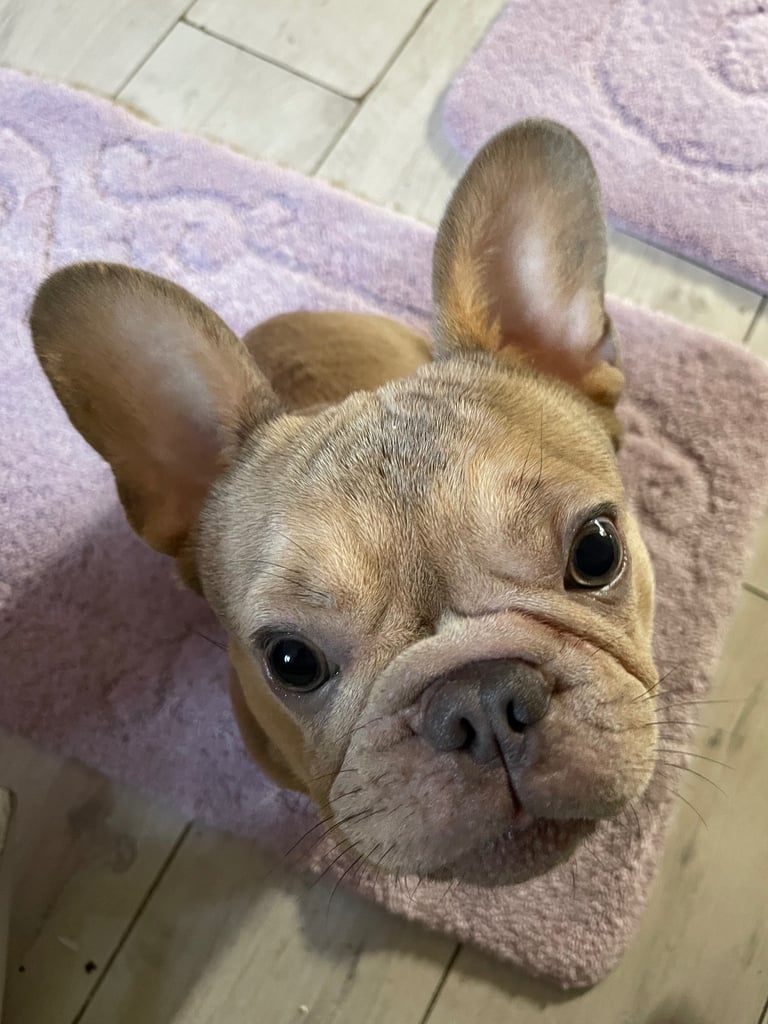 French bulldog