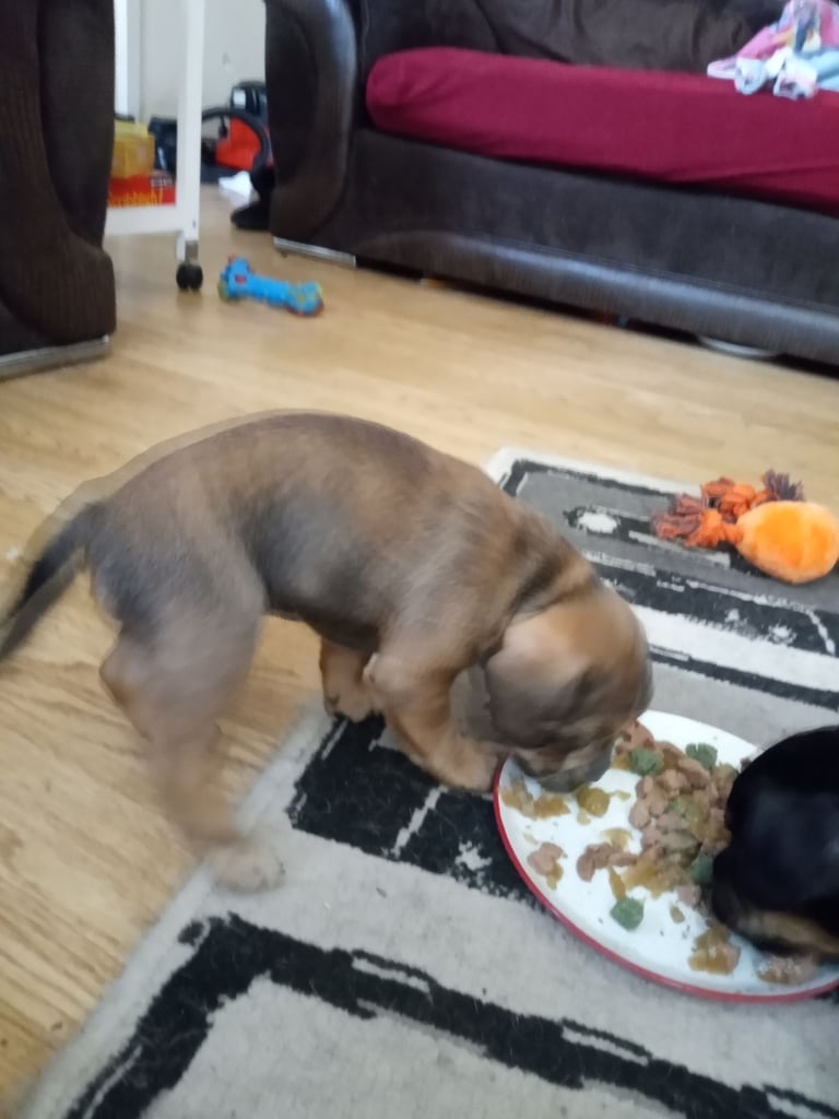 2 Female French bulldog x terrier mix 450 each