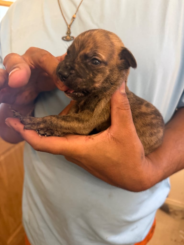 Dutch Herder x American Bully pups