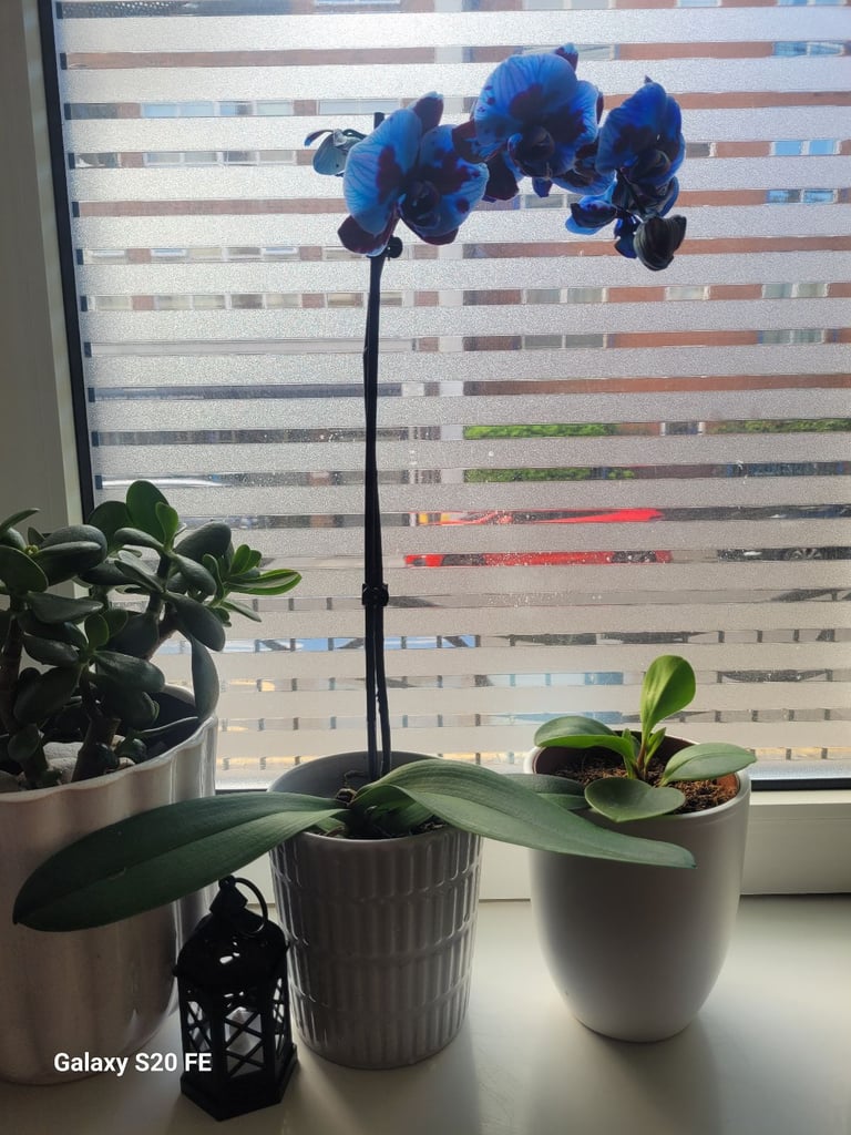 image for Orchid plant in the ceramic pot 