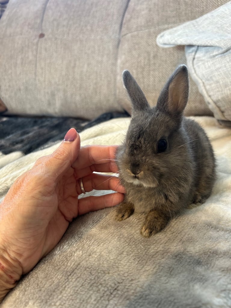 ONLY ONE LEFT! Beautiful Netherland dwarf baby bunnies 