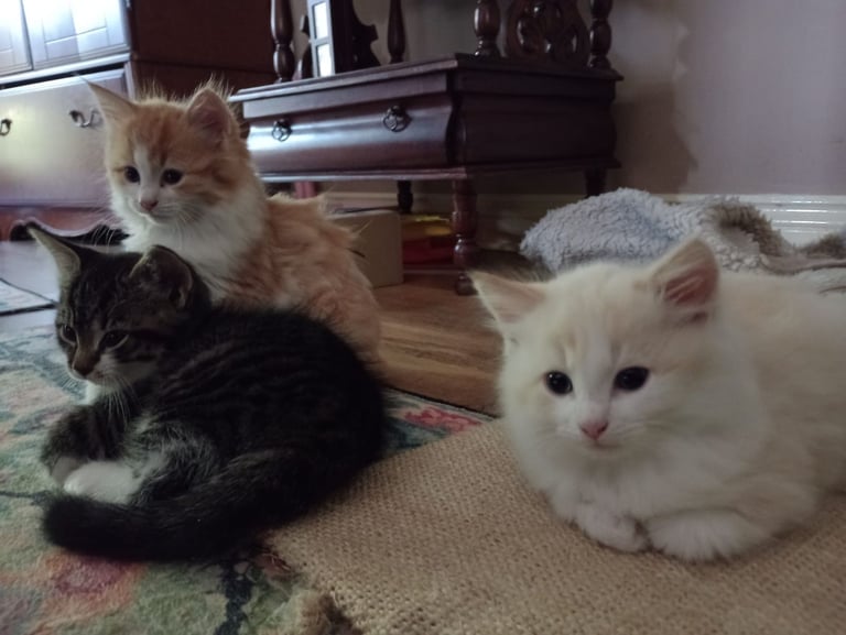 3 kittens ready to go home - All reserved