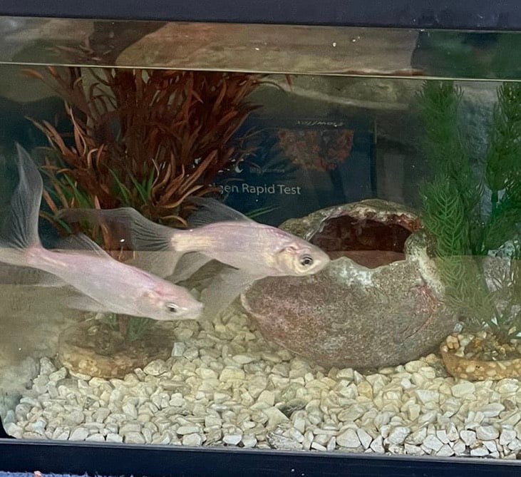 2 Elderly Fish need a good home 