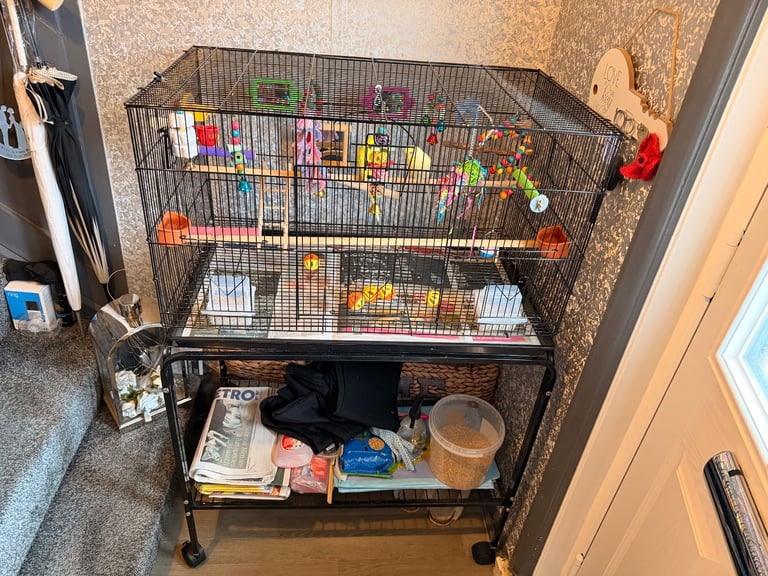 Female budgies 