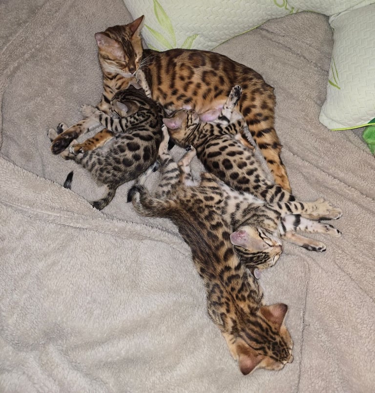 image for Bengal Kittens 