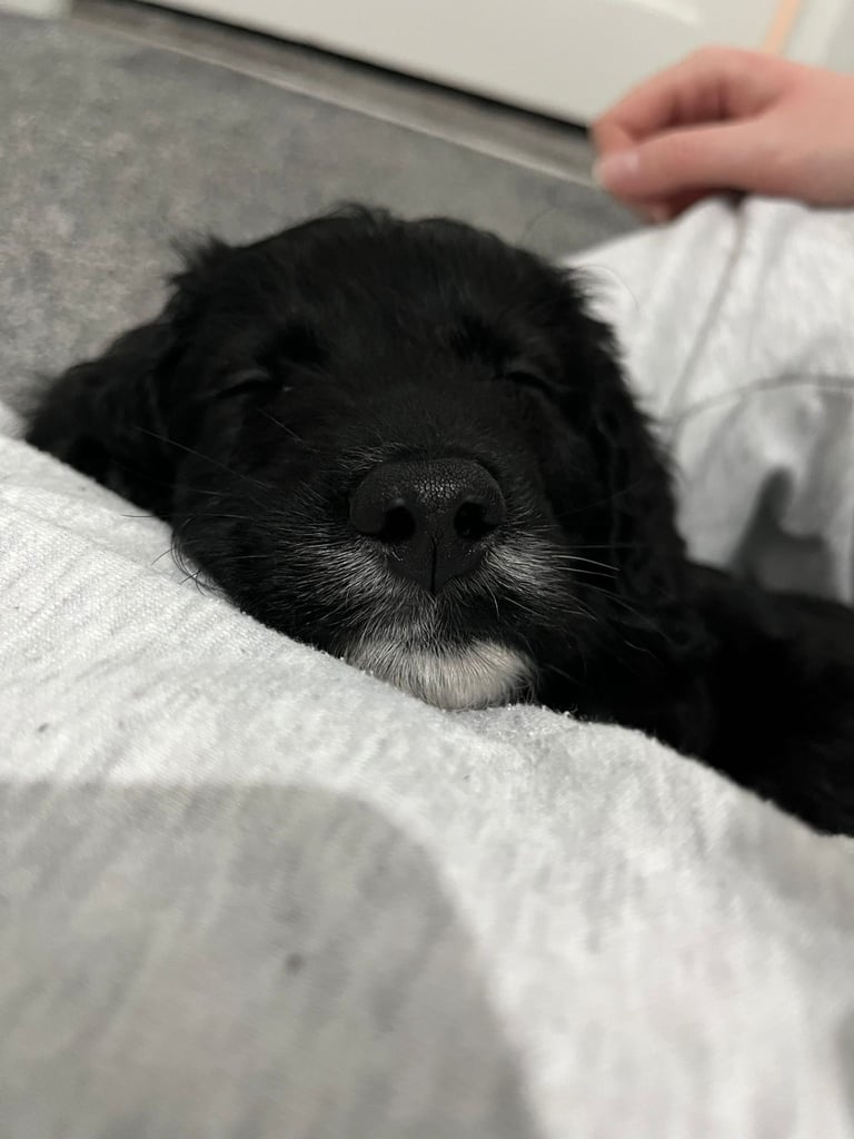 Stunning cockapoo rehoming