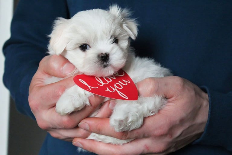 Gorgeous Tiny Maltese Puppies