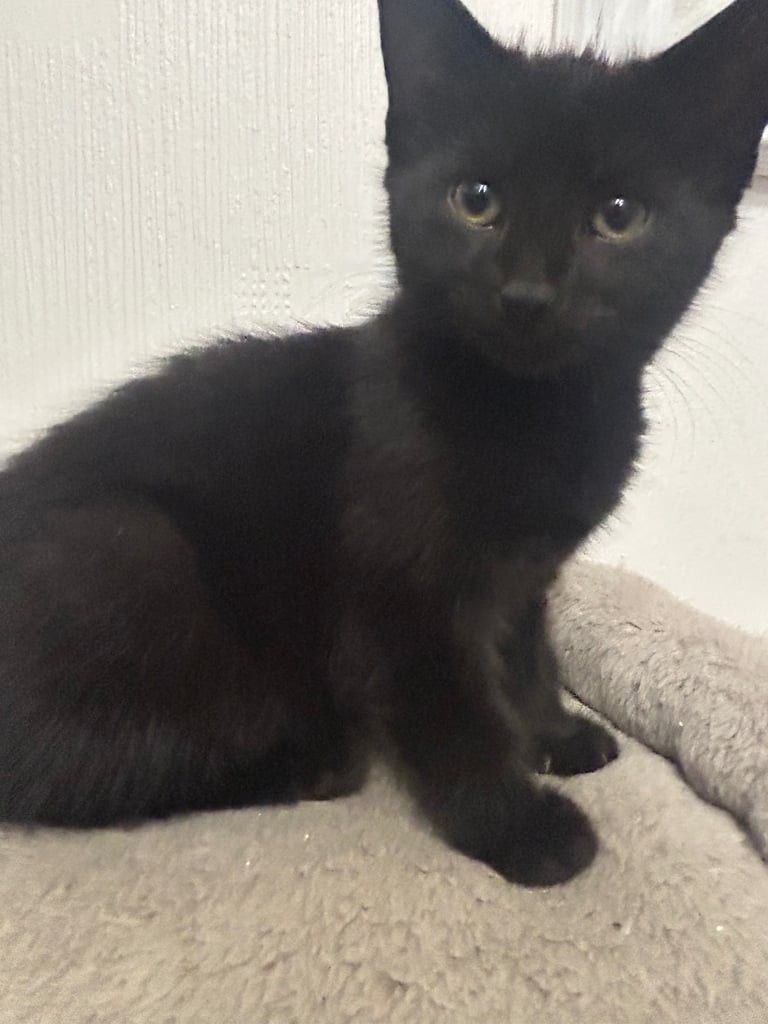 Beautiful black kitten  