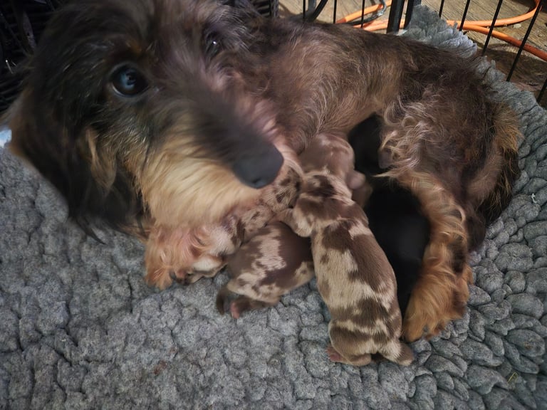 Wire haired miniature dachshunds 