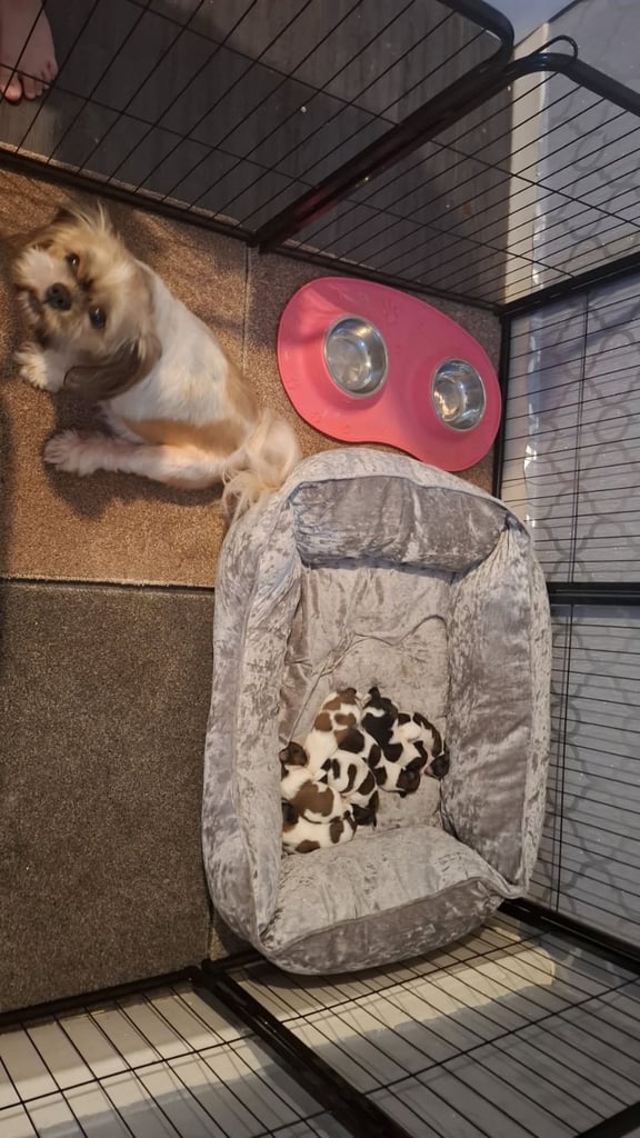 Update 3 boys available 