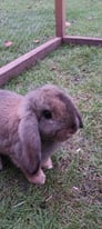 Pure bred minilop rabbits for sale