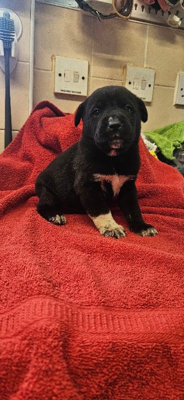 Chunky american akita x cane corso pups with bear like heads