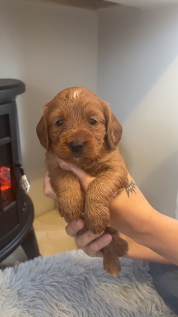 image for Beautiful F1 Cockapoo puppies 