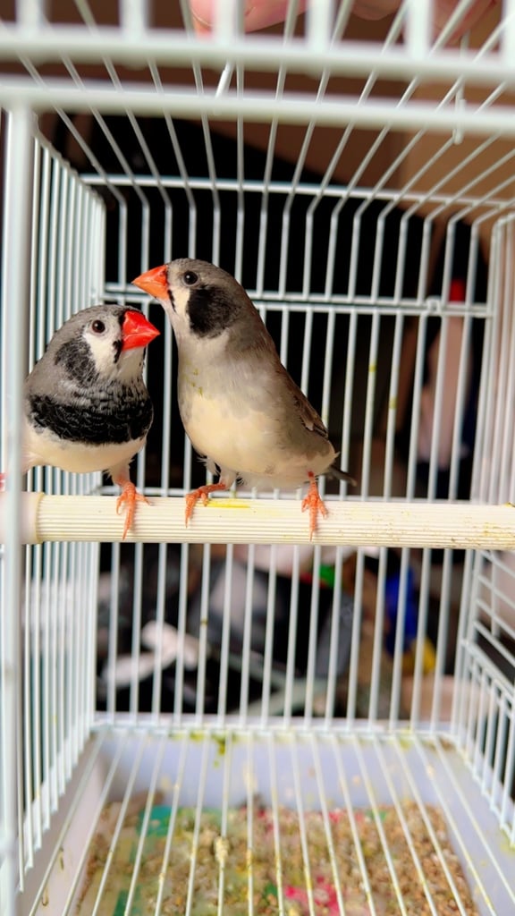 4 PAIRS OF GOOD SIZED ZFS RUNG ZEBRA FINCHES