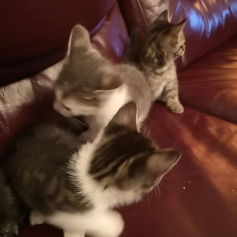 4 lovely kittens for sale 