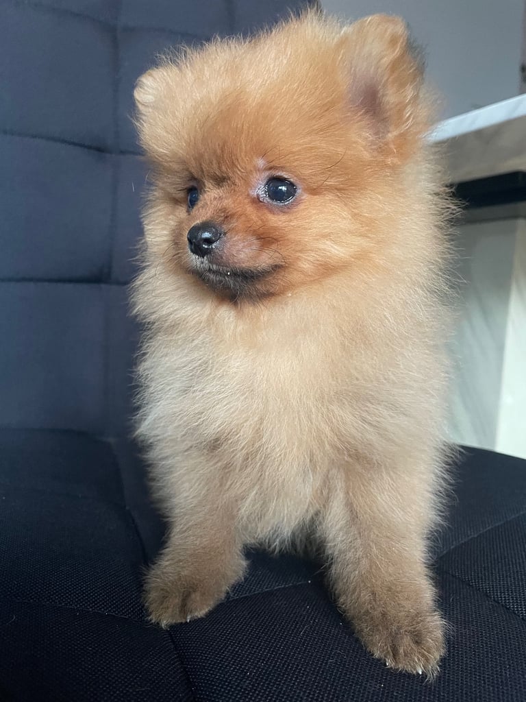 Beautiful Pomeranian puppies ready to go 