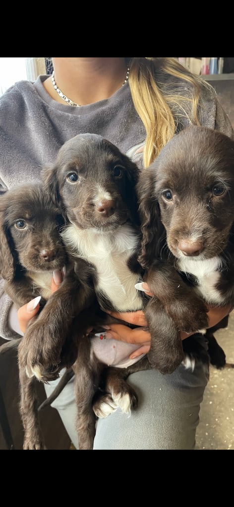 image for Spoker spaniel 