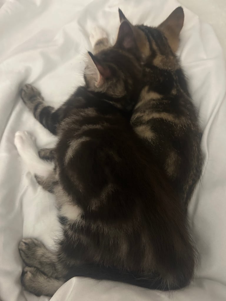 2 tabby little brother kittens must stay together ❤️
